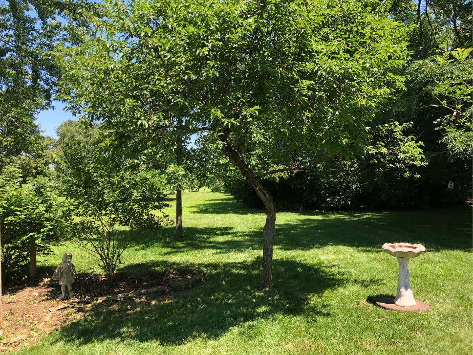 Freshly mowed lawn with a bird feeder and multiple trees in the background